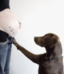 animal de estimação e gravidez