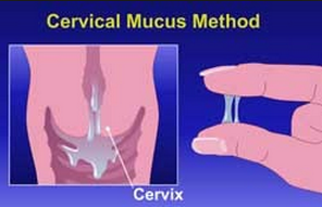 muco cervical